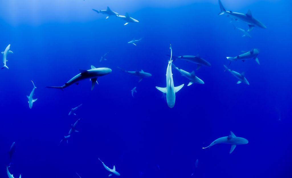 several sharks in the ocean representing a shark tank