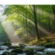 Sunlight filtering through dense green forest over moss-covered rocks and flowing stream.