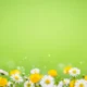 Yellow buttercup and white daisy flowers against a soft green blurred background.