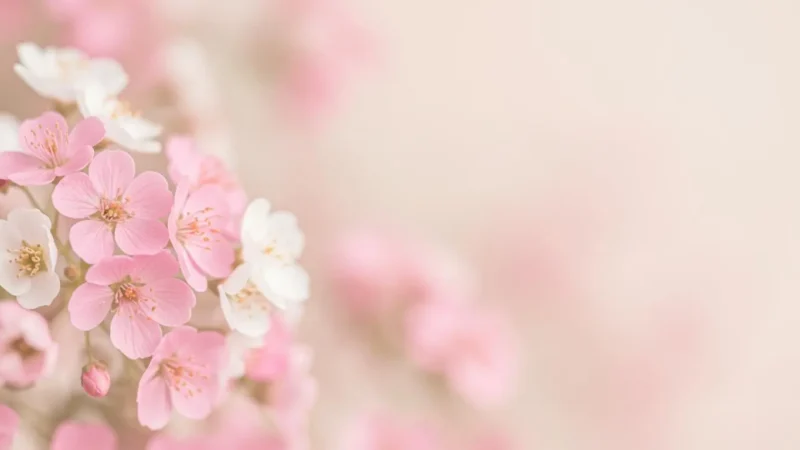 Close-up of delicate pink and white cherry blossoms with soft pastel background.