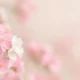 Close-up of delicate pink and white cherry blossoms with soft pastel background.