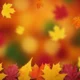 Autumn-themed image with red, yellow, and orange maple leaves on blurred warm background.