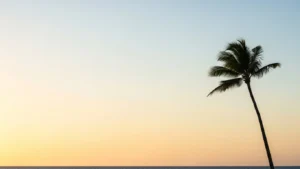 Single tall palm tree silhouetted against a clear sky during sunset over the ocean.