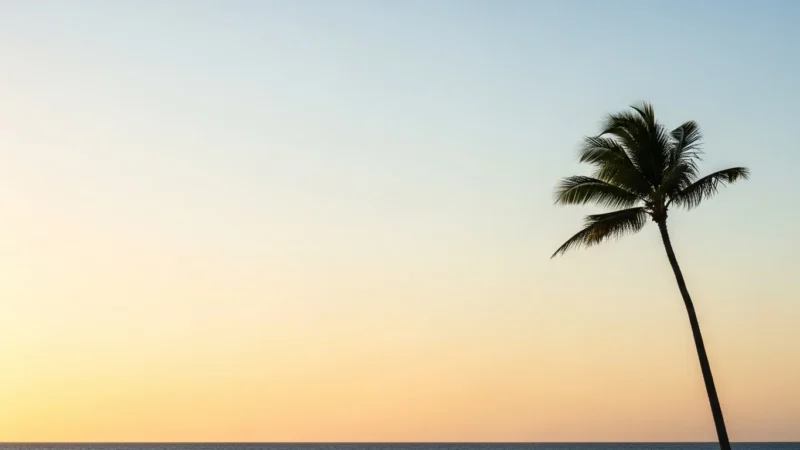Single tall palm tree silhouetted against a clear sky during sunset over the ocean.