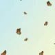Orange and black monarch butterflies flying against a gradient blue to pale yellow sky.