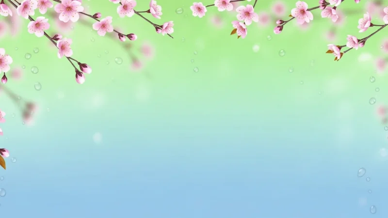 Branches of pink cherry blossoms with water droplets on a green and blue gradient background.