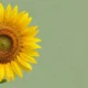 Close-up of a vibrant yellow sunflower with green leaves against a muted green background.