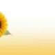 Bright yellow sunflower with green leaves on a white to yellow gradient background.