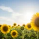 Field of vibrant yellow sunflowers under a clear blue sky with sunlight.