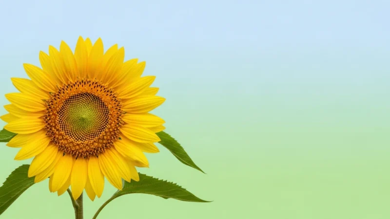 Close-up of a vibrant yellow sunflower with green leaves against a blue and green gradient background.