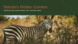 Image of a zebra standing in dry grass and bushes under the text "Nairobi's Hidden Corners.